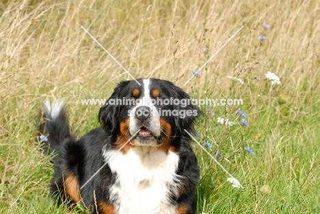 Bernese Mountain Dog (Berner Sennenhund) on grass