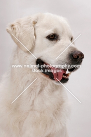 Australian Champion Golden Retriever