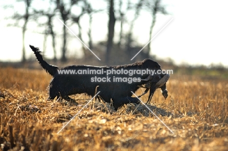 black flat coated retriever retrieving pheasant in a field