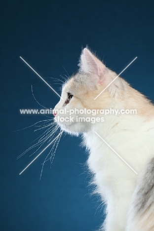 Turkish Van profile