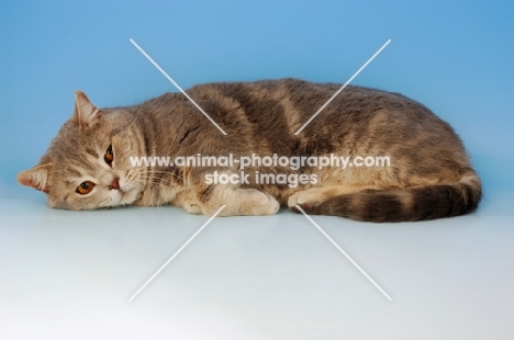 blue cream british shorthair cat looking bored