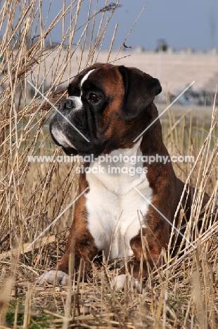 Boxer in dry grass