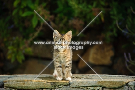 cute kitten outdoors