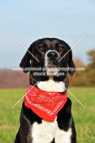 Mongrel wearing scarf