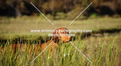 Hungarian Vizsla in high grass