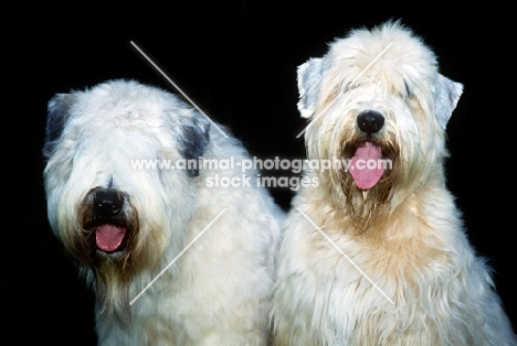 two soft coated wheaten terriers