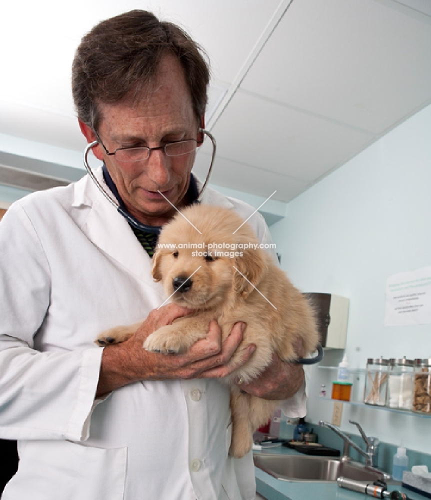 Golden Retriever puppy at the vets