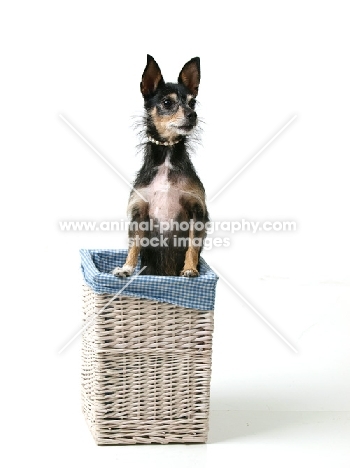 mongrel sitting on basket