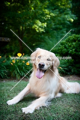 golden retriever lying in grass