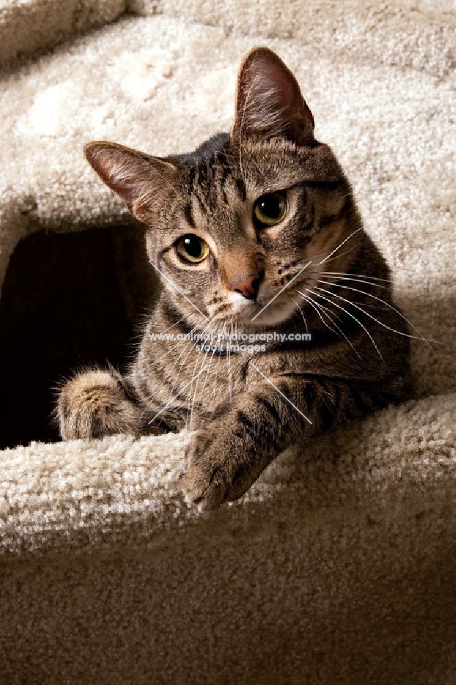 tabby cat looking down from a cat tree