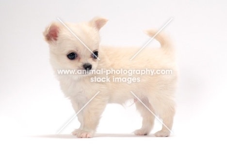 smooth coated Chihuahua puppy, side view