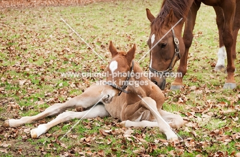 two thoroughbreds in green field