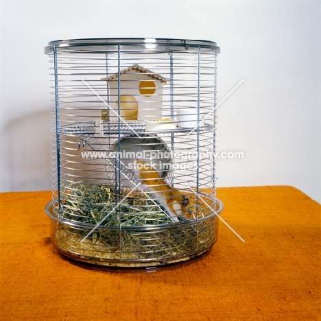 golden hamster in a circular cage