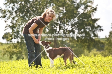 Border Collie near woman