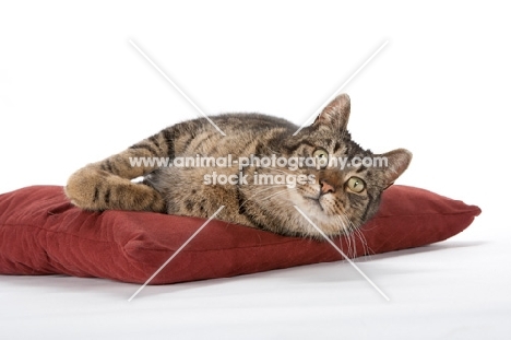 tabby cat resting on pillow