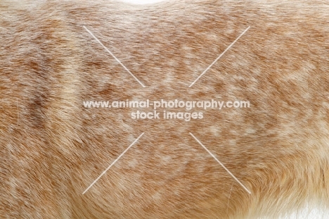 Australian Cattle Dog coat close up