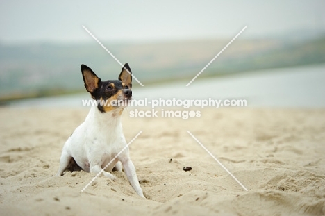 alert Toy Fox Terrier on beach