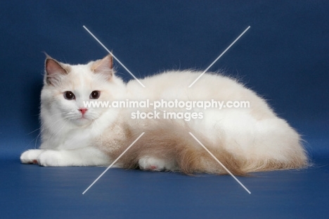 Blue Tortie Point Bi-Color Ragdoll lying down on blue background