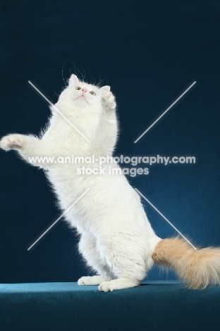 Turkish Van on hind legs