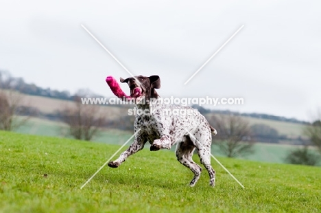 German Shorthaired Pointer playing in field