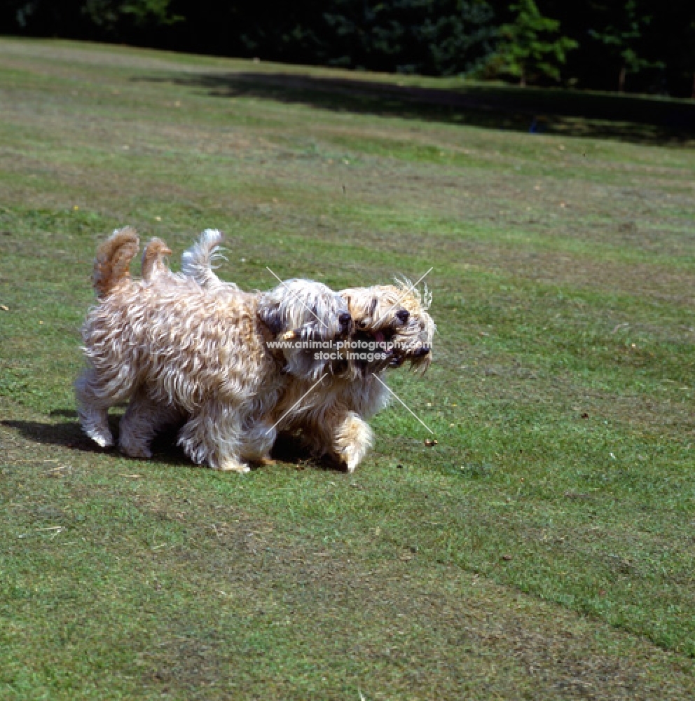 three soft coated wheaten terriers, undocked,  carrying a stick