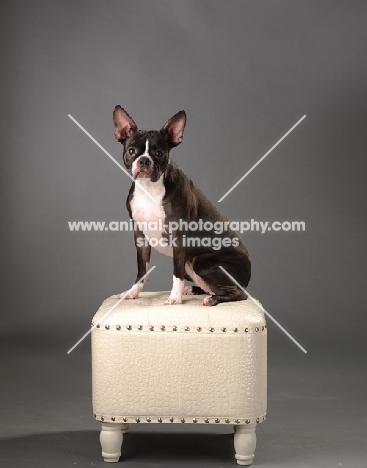 Boston Terrier sitting on stool