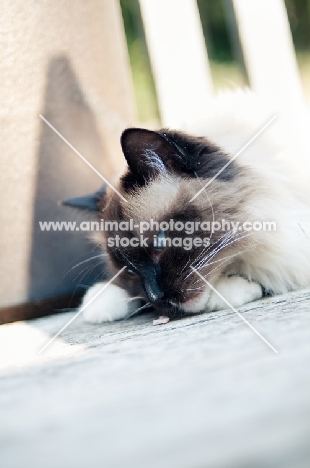 Ragdoll smelling something