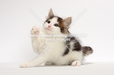 Brown Tabby & White Norwegian Forest kitten, one leg up