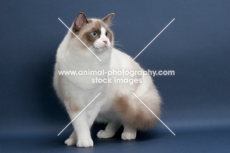 Seal Point Bi-Color ragdoll