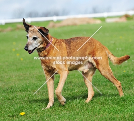 Cross bred Dog on grass