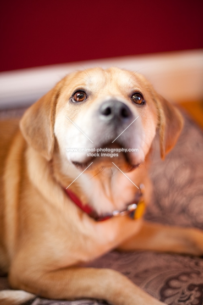 Yellow labrador mix lying down 