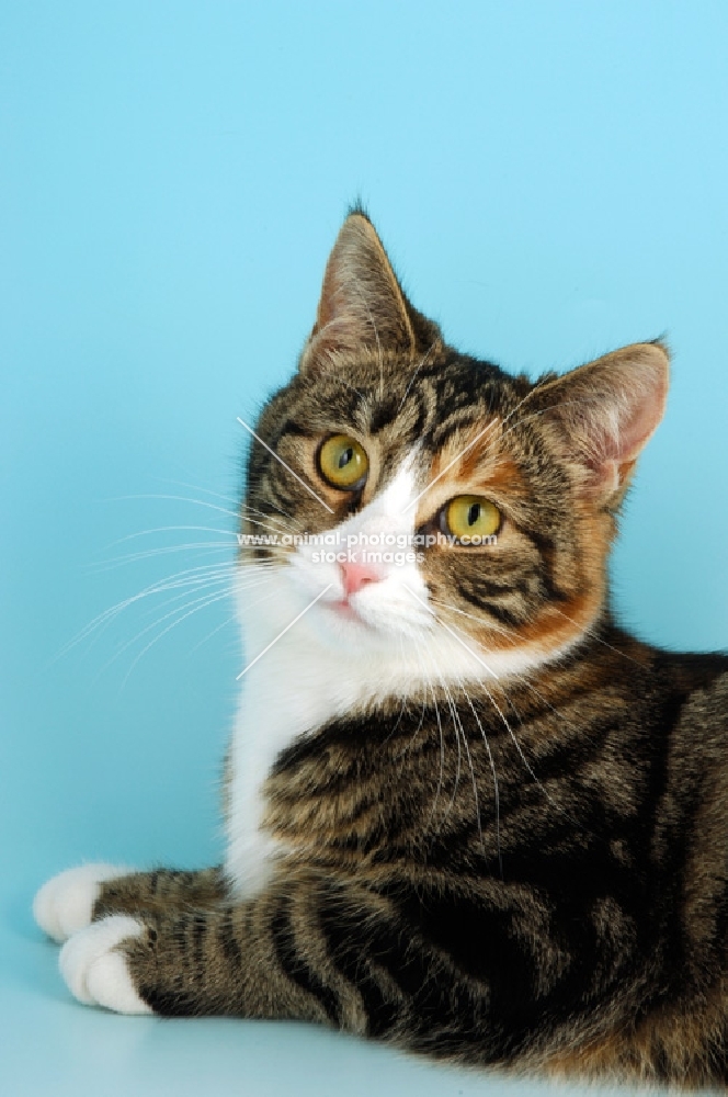 tortoiseshell and white shorthair cat portrait