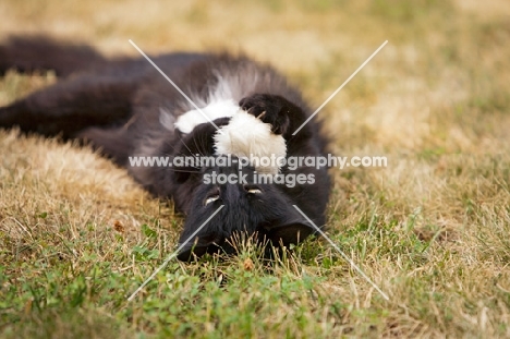 black cat lying on back