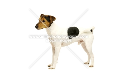 Jack Russell isolated on a white background