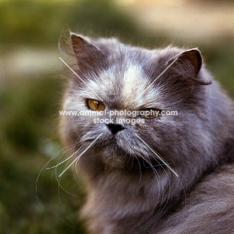 blue cream long hair cat looking over its shoulder