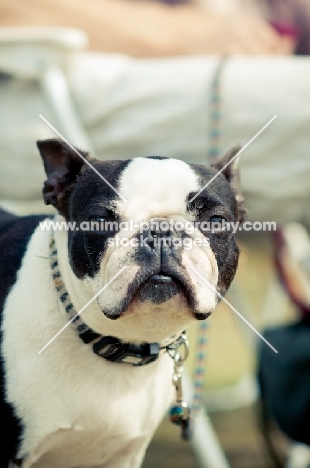 Boston Terrier wearing collar