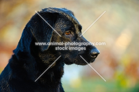 black Labrador Retriever, head study