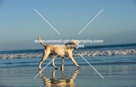 cream Labrador Retriever, side view near sea