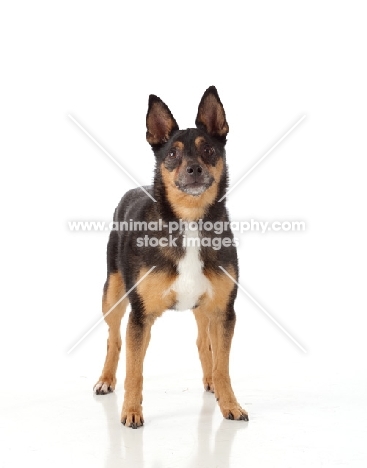 mongrel on white background