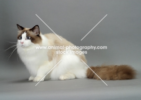 Seal Point Bi-Color Ragdoll, on grey background