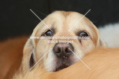 Golden Retriever portrait