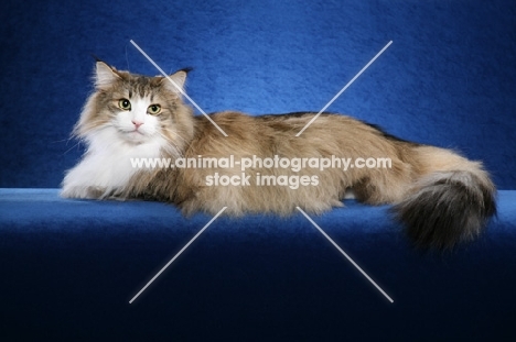 Norwegian Forest Cat lying on blue background