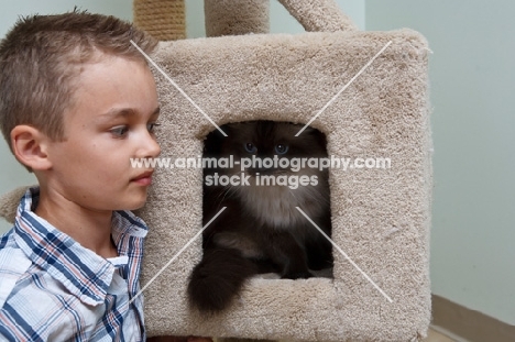 Ragdoll in cat tree