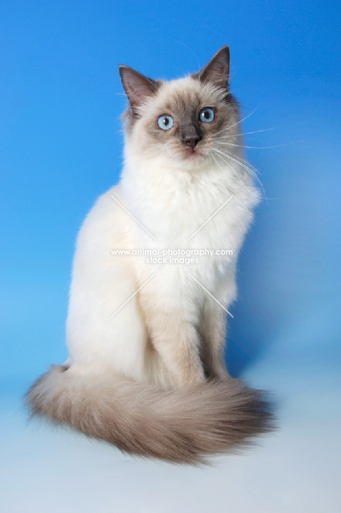 blue point ragdoll cat, sitting down