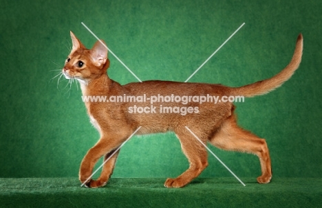 young Abyssinian