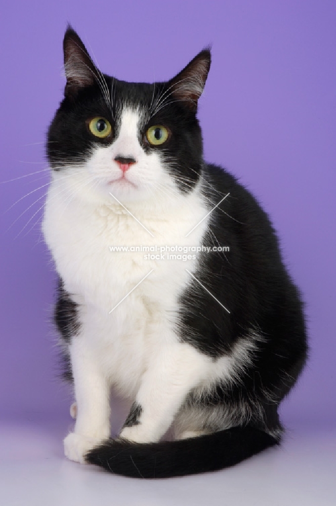 bi-coloured cat on sitting on purple background