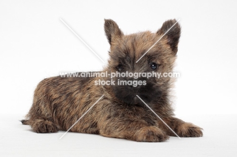 Cairn Terrier puppy