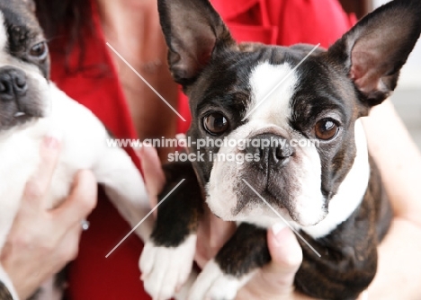 Boston Terrier looking at camera