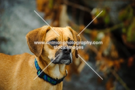 Puggle (pug cross beagle, hybrid dog) head study