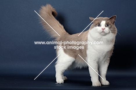 Blue Point Bi-Color Ragdoll